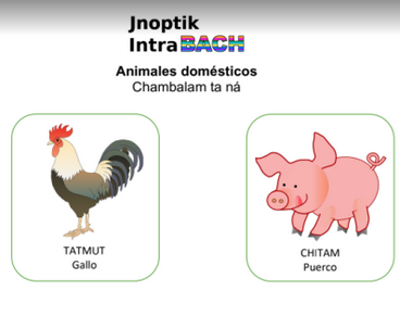Animales domésticos en tseltal